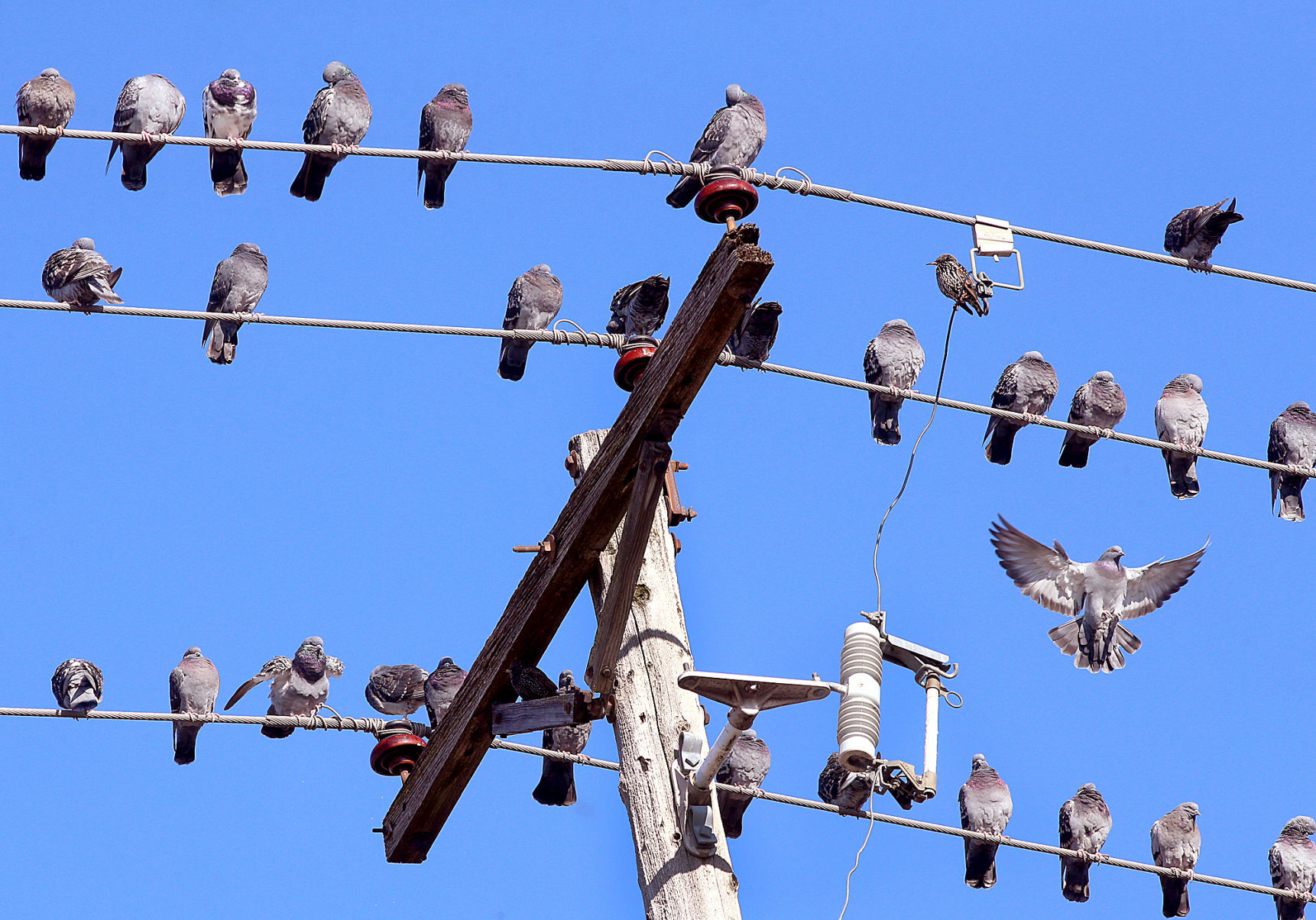 Birds of a feather lined up together